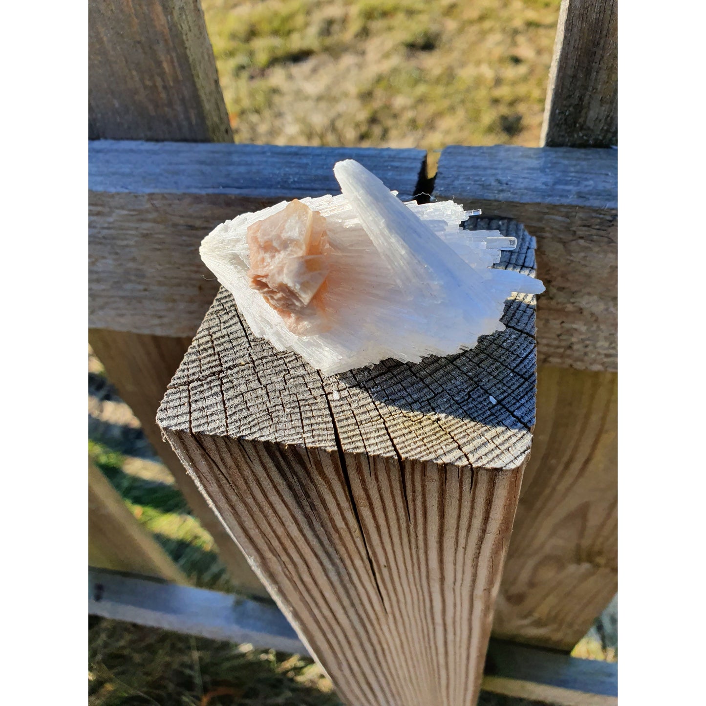 Vit skolecit rå naturlig