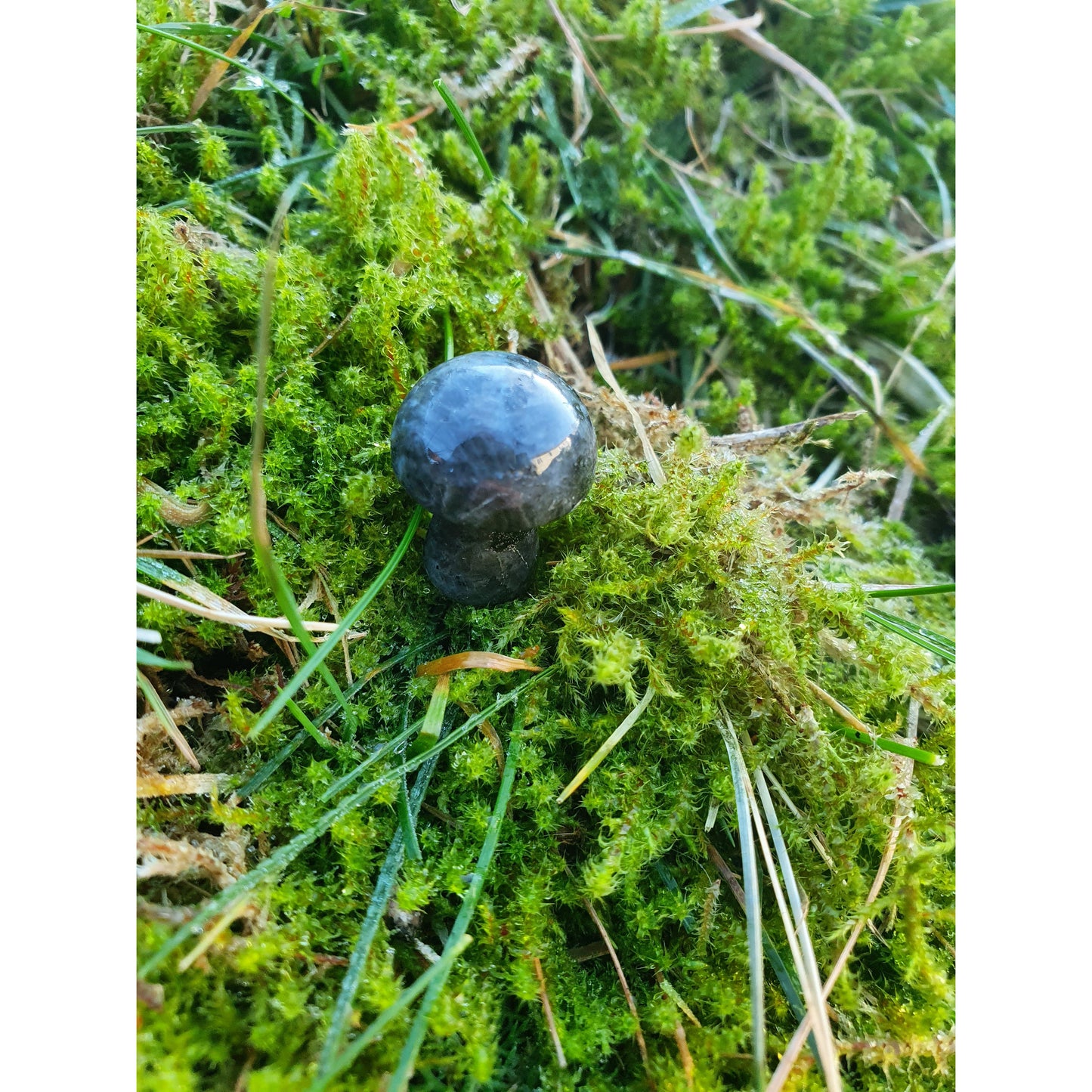 Larvikit sten, svamp, mini, Nyhet