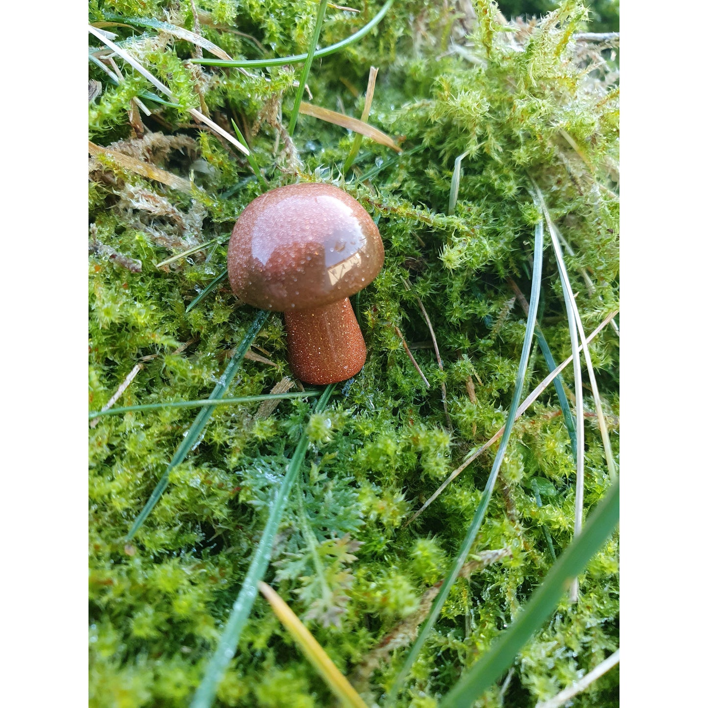 Mini svamp, röd guldsten, Nyhet