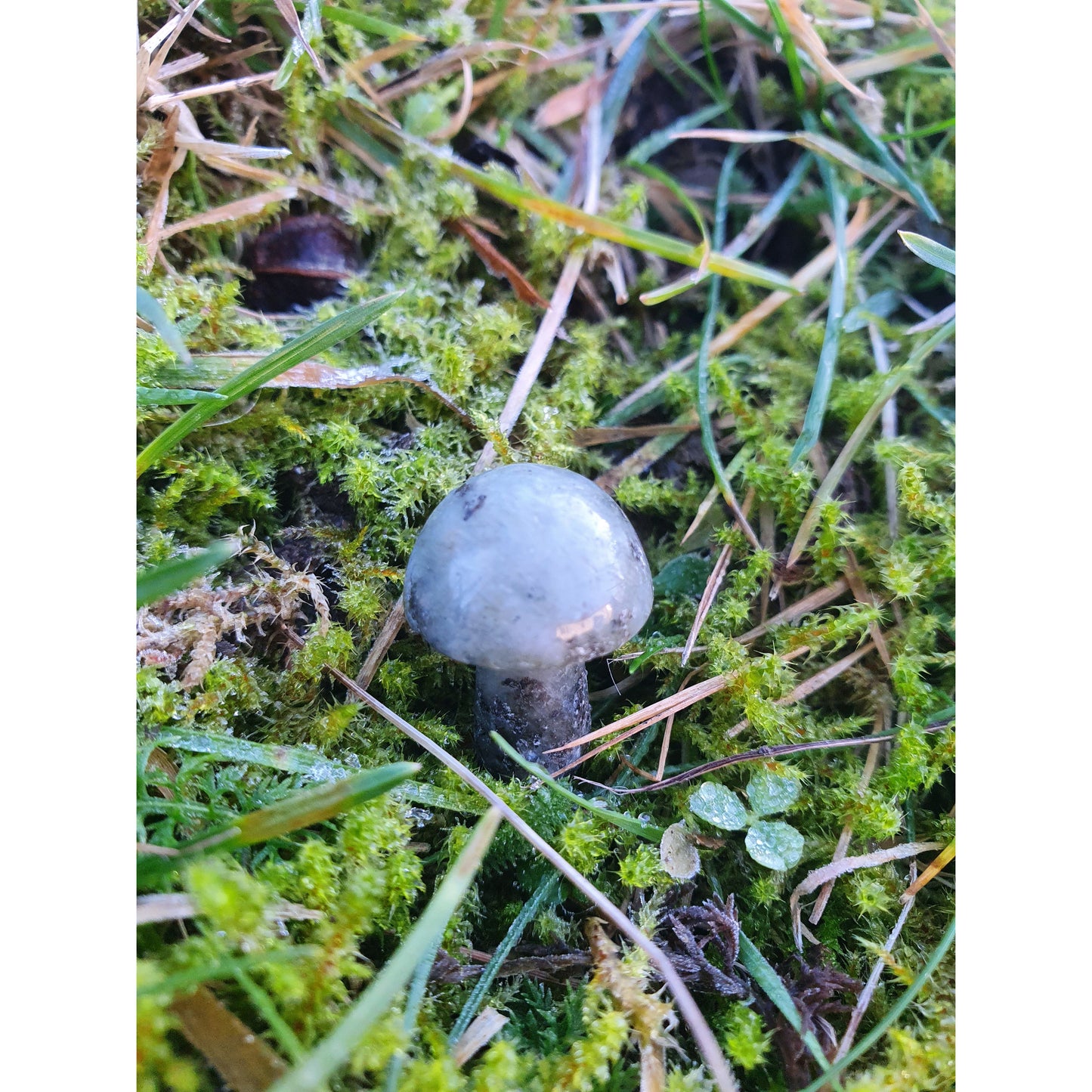 Labradorit sten, mini svamp, Nyhet